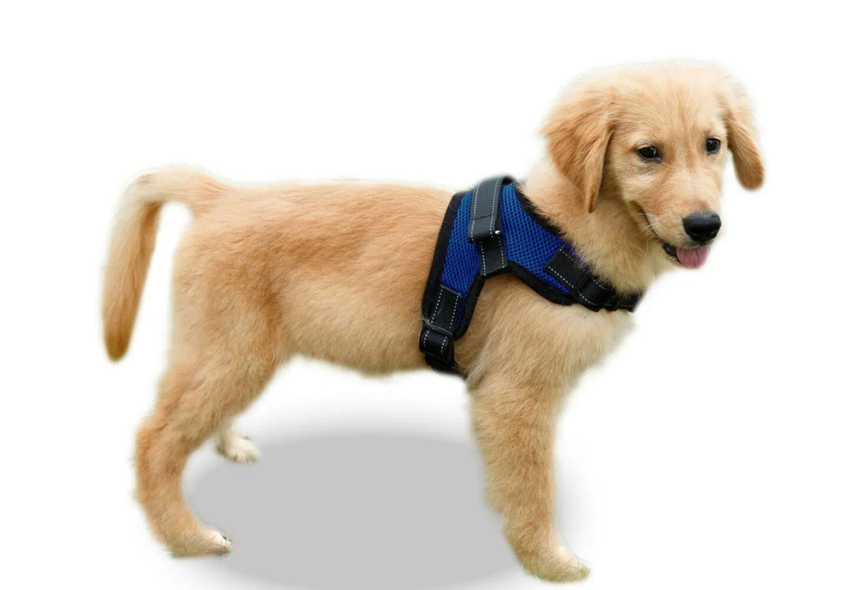 Nuvipet™ ComfortFit No-Pull Harness